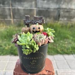 ★速達付き★♡そのまま飾れる♡ブリキ缶♬子猫ちゃんハロウィンの多肉植物寄せ植え♡ m30581656537_1.jpg?1727357230