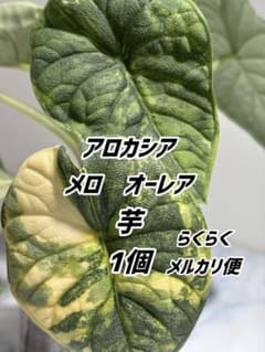 アロカシア メロ オーレア 芋1個 - メルカリ