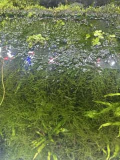 ウィローモス 大量 約160gのサムネイル