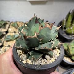 チタノタ 姫巌竜のサムネイル
