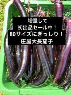 採れたて新鮮　庄屋大長 傷・曲がり有り80サイズ入るだけ入れます！のサムネイル