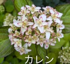 紫陽花【苗】カレン ※ ラベル付き ※ おまけ付き別品種のサムネイル