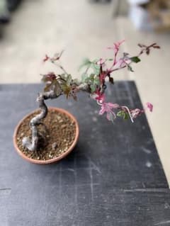【小品盆栽】5色野ぶどう ノブドウのサムネイル