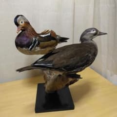 m30650355429_1.jpg?1723439822