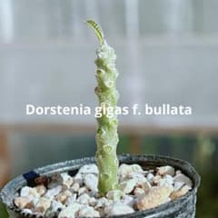 早い者勝ち☆大特価】 ドルステニア ギガス ブラータ 短葉 シルバー