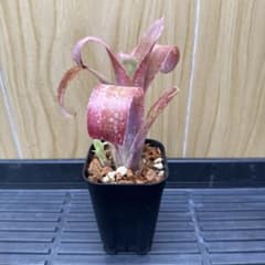 #10 Billbergia 'Tequila Sunset' 子株付きのサムネイル