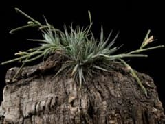 Tillandsia 'loliacea' 採種種子 30粒のサムネイル