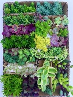 Sale❣️多肉植物セダム カット苗20種詰め合せ 寄せ植えセット☆発送