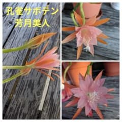⭐️レア❗️孔雀サボテン、クジャクサボテン、月下美人の仲間、芳月美人、カット苗のサムネイル