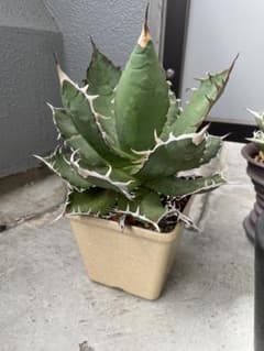 アガベオテロイfo076の大親株 - メルカリ