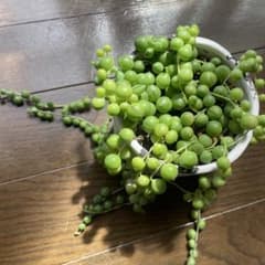 多肉植物 グリーンネックレス カット苗5~6本のサムネイル