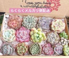 A. 多肉植物カット苗詰め合わせ　寄せ植えセット♡のサムネイル