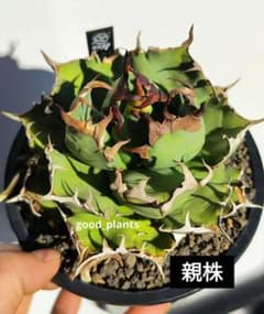 osp購入ブツブツアガベチタノタ選抜株 osp購入ブツブツアガベチタノタ選抜株 osp購入ブツブツアガベチタノタ