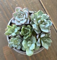 ミックスベリア 青札 おらいさん苗 カット苗セット 多肉植物 - メルカリ