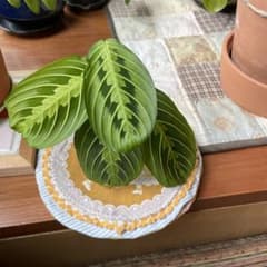マランタレモンライム　4のサムネイル
