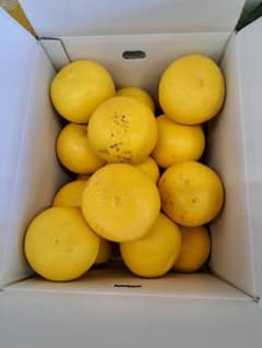 地元果物屋おすすめ高知宿毛産土佐文旦2Lサイズ10キロ家庭用大