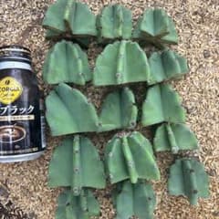 15本セット価格 柱サボテン ドライガーデン ロストラータ サボテン