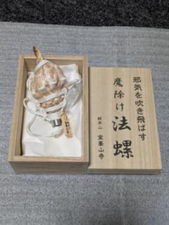 法螺貝　34cm 魔除け　インテリア ホラ貝M（法螺貝） 貝殻 ホラガイ インテリア 約28〜30cm : 海洋工房