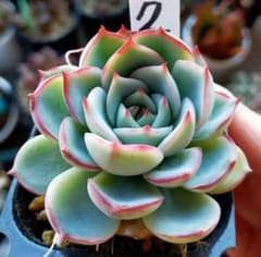 おらいさんのパステルブロッサムの札のみ おらいさんのパステルブロッサムの札のみ 【公式通販】