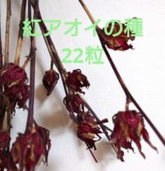 紅アオイの種のサムネイル