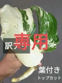 G4】斑入りモンステラ ホワイトタイガー 葉付きトップカット茎 成長点