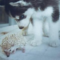 もちこ様専用 クッキングママ2のサムネイル