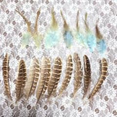 羽毛素材セット 青 緑 茶色のサムネイル