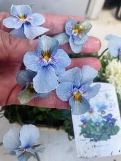 大人気♡すみれ図鑑♡2025最後♡極キレイ水色♡寄せ植え写真現物