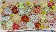 多肉植物　韓国苗　カラフル　詰め合わせ　セット　カット苗のサムネイル