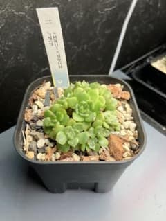 多肉植物 エケベリア群生のサムネイル