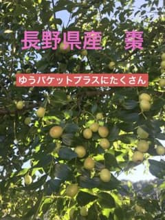 長野県産　生ナツメのサムネイル