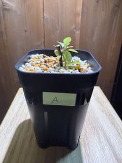 フォークイエリア　ファシクラータ　A株　切り枝　発根済み　塊根植物 コーデックスのサムネイル