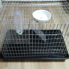 フェレット⭐ゲージ⭐のサムネイル