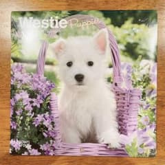 ❣️ 子犬のウェスティ カレンダー ブラウントラウト 2024年カレンダー