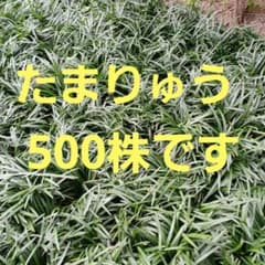 たまりゅう  タマリュウ（玉竜）ポットタイプ 200ポット 約2から8平米分 産地直送