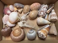 【美品・レア貝入り】天然貝殻 標本 コレクション まとめ売り ホネガイ イモガイのサムネイル