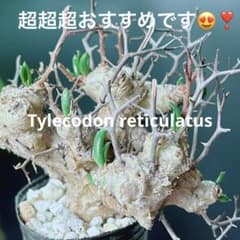 早い者勝ち☆発根促進処理済み♪】 チレコドン レティキュラーツス