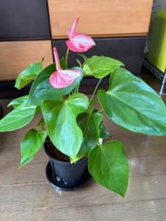 アンスリウム リビウム レッド 5号鉢 - メルカリ