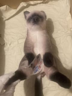 스와치ぃ Zoo 완전 재현 냥코 샴 고양이