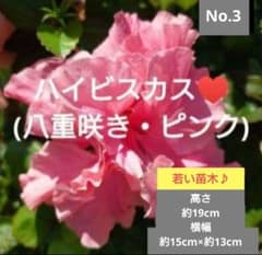 No.3【沖縄から♪】ハイビスカス(八重咲き・真っ赤)♥️枝分かれあり♪ No.3【沖縄から♪】ハイビスカス(八重咲き・ピンク)♥️19 15×13