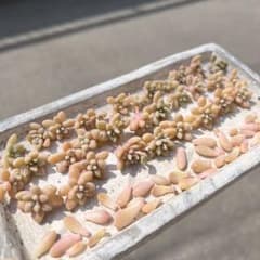 姫秋麗 カット苗 30カットのサムネイル