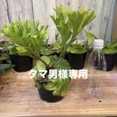 ビカクシダ　リドレイのサムネイル