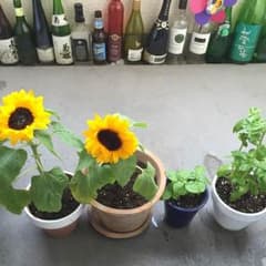 haruharu様専用のサムネイル