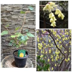 花芽付トサミズキ（土佐水木）　55cm苗木 土佐みずき 落葉低木　花木　庭木