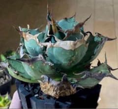 アガベ オアハカ現地球 胴切り天芽　ブルー葉 T*e様 アガベ オテロイ オアハカ現地球 胴切り天芽【強バンド幅・低