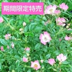 野薔薇 抜き苗 ノイバラ ピンク × 白グラデーション小花 野薔薇 抜き苗 ノイバラ ピンク × 白グラデーション小花 - メルカリ