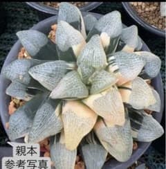 多肉植物 ハオルチア コレクタ錦 大株 大型コレクタ錦 ハオルチア 多肉植物 - メルカリ