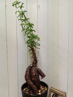 U598 超希少種発根済み メストクレマ ツベローサム 養生株 - メルカリ