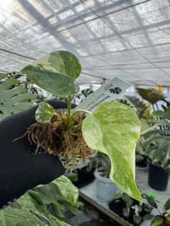 Q9モンステラ タイコンステレーション 厳選斑入り 2寸ポリポットネコ