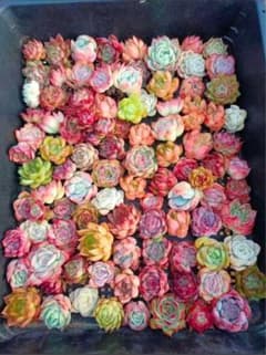 64お手入れ簡単！☆可愛い多肉植物☆ 韓国苗30苗セット形が整ってい